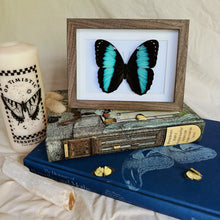 Load image into Gallery viewer, Morpho Achilles Entomology Taxidermy Butterfly in Shadow Frame