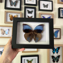 Load image into Gallery viewer, Zeuxidia Aurelius Aurelius Entomology Taxidermy Butterfly in Shadow Frame