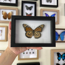 Load image into Gallery viewer, Danaus Plexippus/Monarch Entomology Taxidermy Butterfly in Shadow Frame