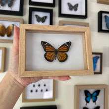 Load image into Gallery viewer, Danaus Plexippus/Monarch Entomology Taxidermy Butterfly in Shadow Frame