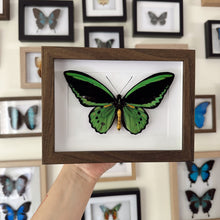 Load image into Gallery viewer, Cairns Birdwing / Ornithoptera Euphorion Entomology Taxidermy Butterfly in Shadown Frame
