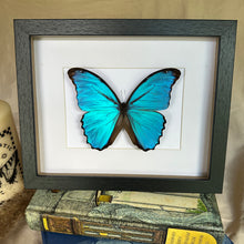Load image into Gallery viewer, Morpho Menelaus Didius/ Giant Blue Morpho Entomology Taxidermy Butterfly in Shadow Frame