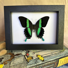Load image into Gallery viewer, Papilio Blumei Entomology Taxidermy Butterfly in Shadow Frame