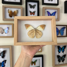 Load image into Gallery viewer, Hebomoia Glaucippe Aturia Entomology Taxidermy Butterfly in Shadow Frame