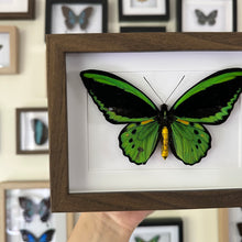 Load image into Gallery viewer, Cairns Birdwing / Ornithoptera Euphorion Entomology Taxidermy Butterfly in Shadown Frame