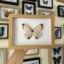 Load image into Gallery viewer, Morpho Sulkowskyi Entomology Taxidermy Butterfly in Shadow Frame