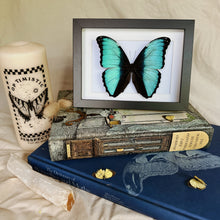 Load image into Gallery viewer, Morpho Deidamia Entomology Taxidermy Butterfly in Shadow Frame