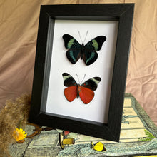 Load image into Gallery viewer, Duo Panacea Prola Entomology Taxidermy Butterfly in Shadow Frame