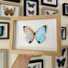 Load image into Gallery viewer, Morpho Sulkowskyi Entomology Taxidermy Butterfly in Shadow Frame