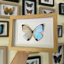 Load image into Gallery viewer, Morpho Sulkowskyi Entomology Taxidermy Butterfly in Shadow Frame