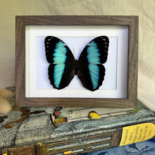 Load image into Gallery viewer, Morpho Achilles Entomology Taxidermy Butterfly in Shadow Frame