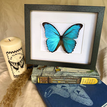 Load image into Gallery viewer, Morpho Menelaus Didius/ Giant Blue Morpho Entomology Taxidermy Butterfly in Shadow Frame