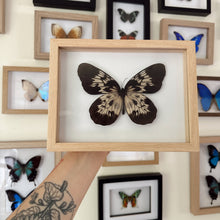 Load image into Gallery viewer, Idea Tambusisiana Entomology Taxidermy Butterfly in Shadow Frame
