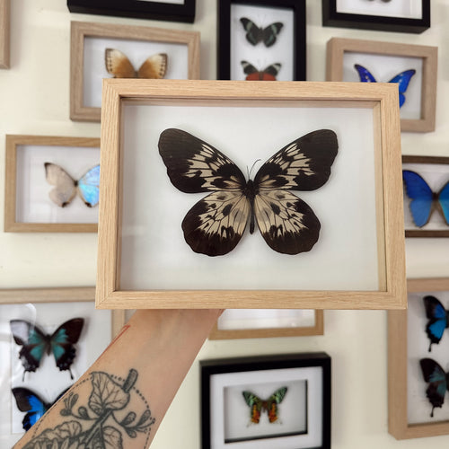 Idea Tambusisiana Entomology Taxidermy Butterfly in Shadow Frame
