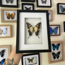Load image into Gallery viewer, Eurytides Serville Taxidermy Butterfly in Shadow Frame
