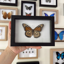 Load image into Gallery viewer, Danaus Plexippus/Monarch Entomology Taxidermy Butterfly in Shadow Frame
