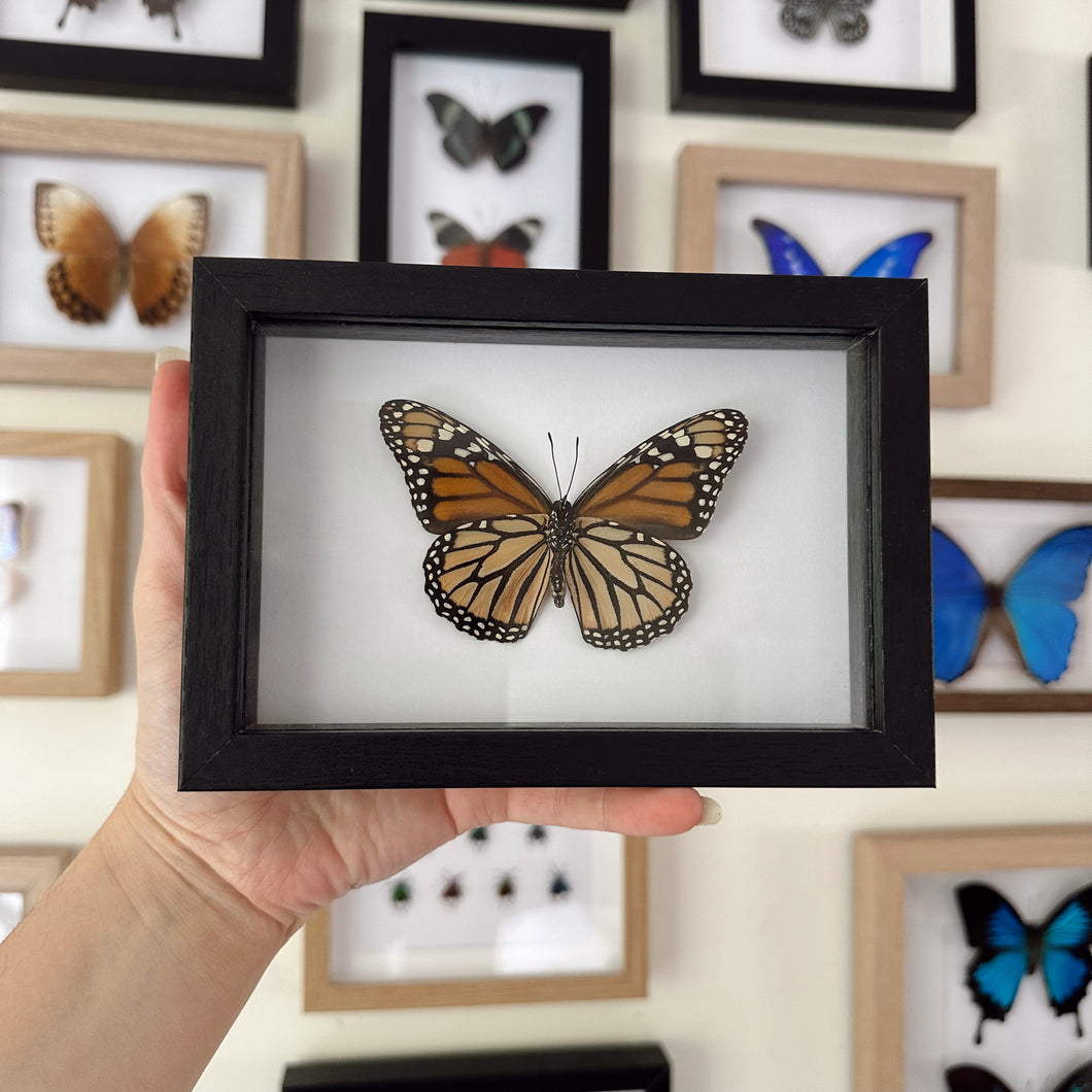 Danaus Plexippus/Monarch Entomology Taxidermy Butterfly in Shadow Frame