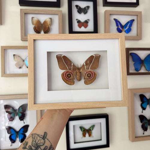 Antherina Suraka Entomology Taxidermy Moth in Shadow Frame