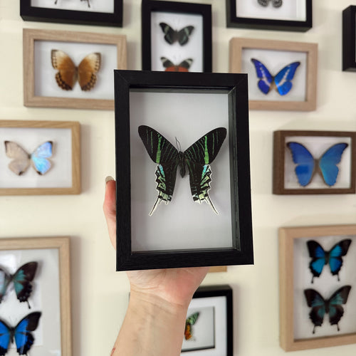 Urania Leilus/Green Banded Urania Entomology Taxidermy Moth in Shadow Frame