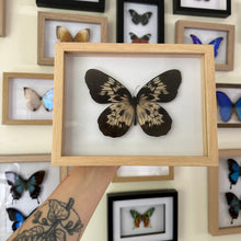 Load image into Gallery viewer, Idea Tambusisiana Entomology Taxidermy Butterfly in Shadow Frame
