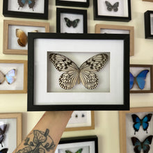 Load image into Gallery viewer, Idea Idea/Tree Nymph Entomology Taxidermy Butterfly in Shadow Frame
