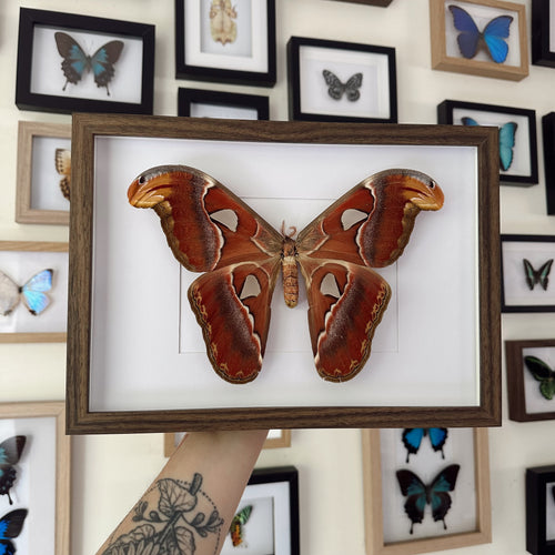 Giant Atlas Moth/Attacus Atlas Entomology Taxidermy in Shadow Frame
