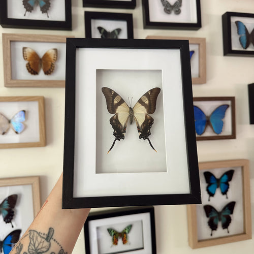 Eurytides Serville Taxidermy Butterfly in Shadow Frame