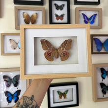 Load image into Gallery viewer, Antherina Suraka Entomology Taxidermy Moth in Shadow Frame
