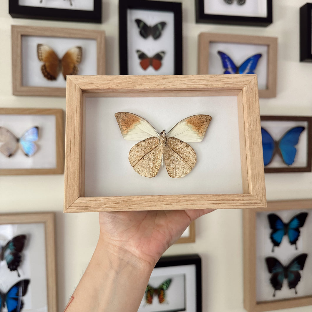 Hebomoia Glaucippe Aturia Entomology Taxidermy Butterfly in Shadow Frame