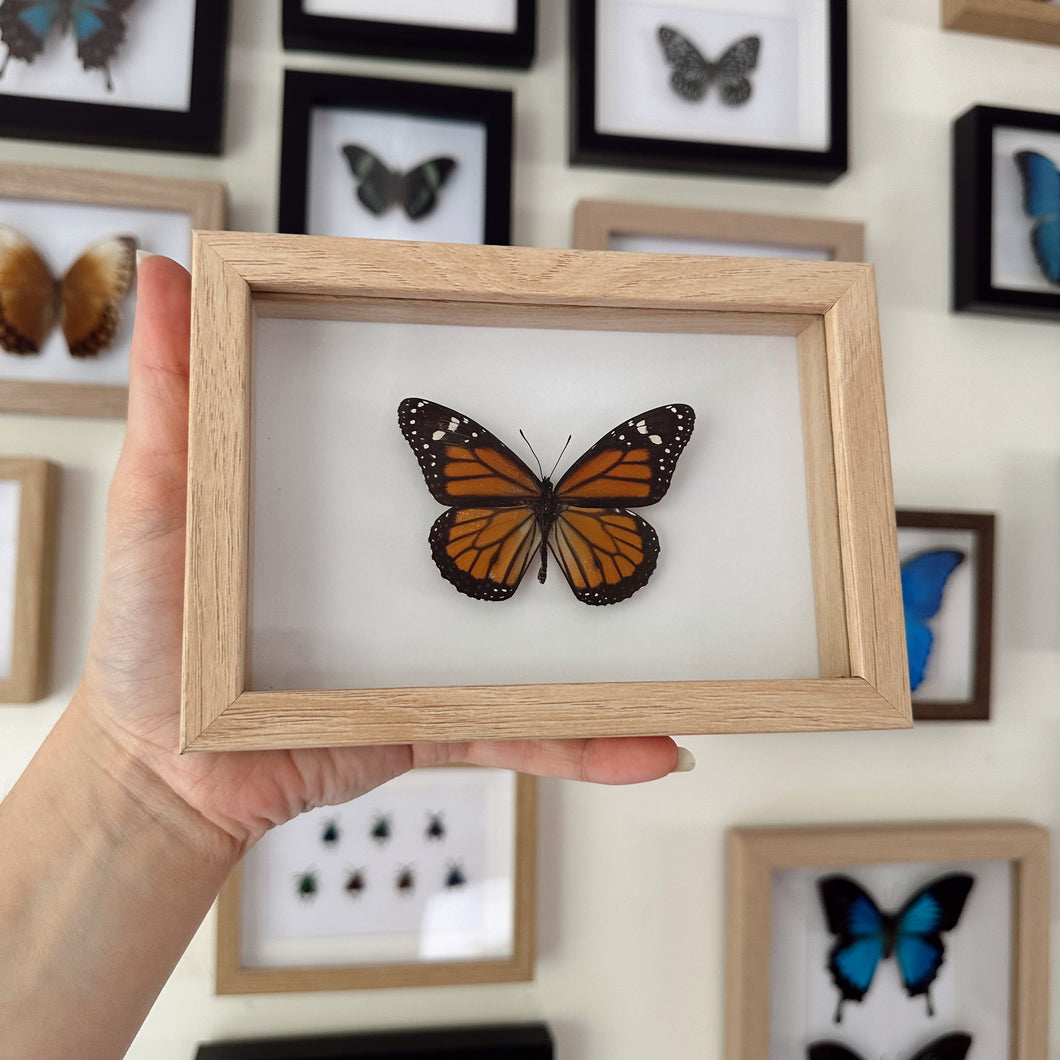 Danaus Plexippus/Monarch Entomology Taxidermy Butterfly in Shadow Frame
