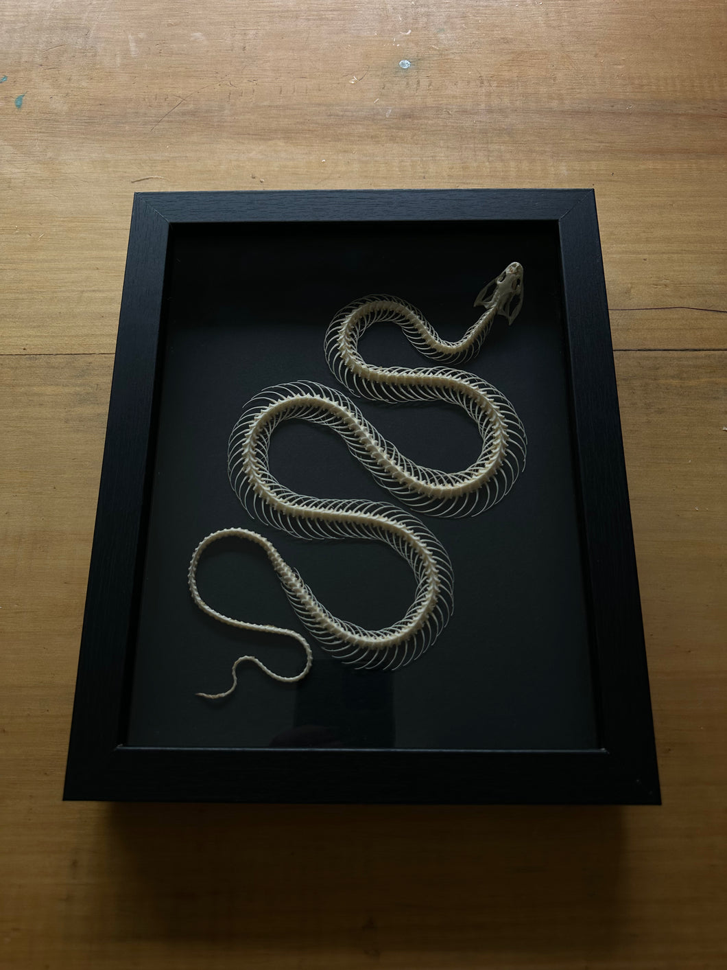 Snake Skeleton