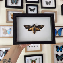 Load image into Gallery viewer, Deaths Head Hawk Moth/Acherontia atropos Entomology Taxidermy in Shadow Frame
