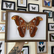 Load image into Gallery viewer, Giant Atlas Moth/Attacus Atlas Entomology Taxidermy in Shadow Frame
