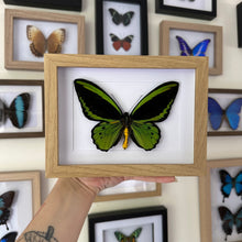 Load image into Gallery viewer, Cairns Birdwing / Ornithoptera Euphorion Entomology Taxidermy Butterfly in Shadown Frame
