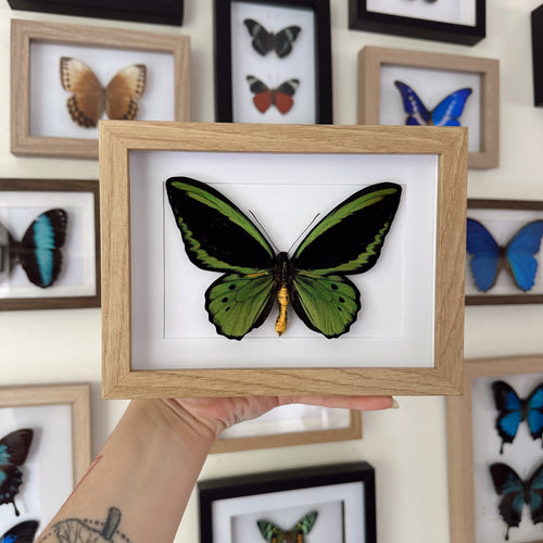 Cairns Birdwing / Ornithoptera Euphorion Entomology Taxidermy Butterfly in Shadown Frame