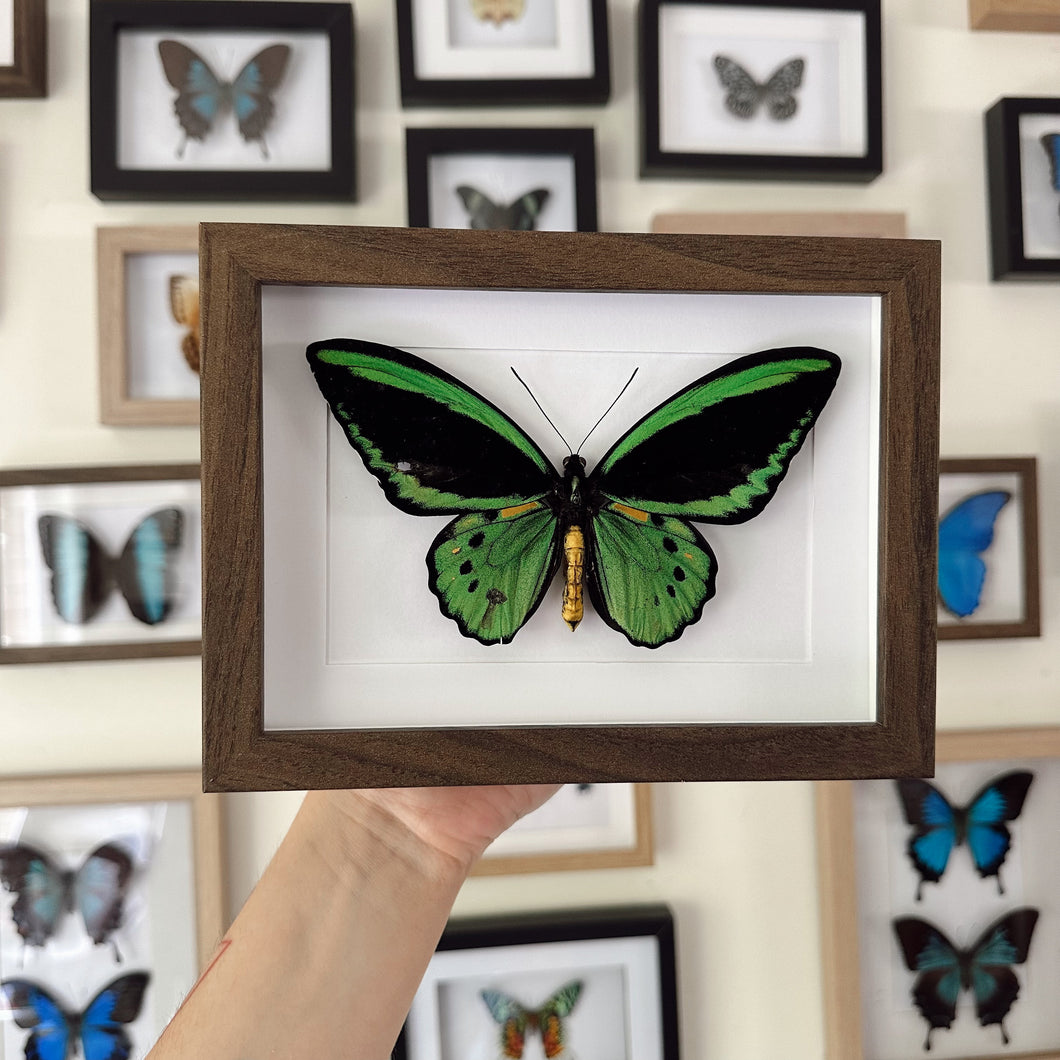 Cairns Birdwing / Ornithoptera Euphorion Entomology Taxidermy Butterfly in Shadown Frame