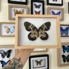 Load image into Gallery viewer, Idea Tambusisiana Entomology Taxidermy Butterfly in Shadow Frame
