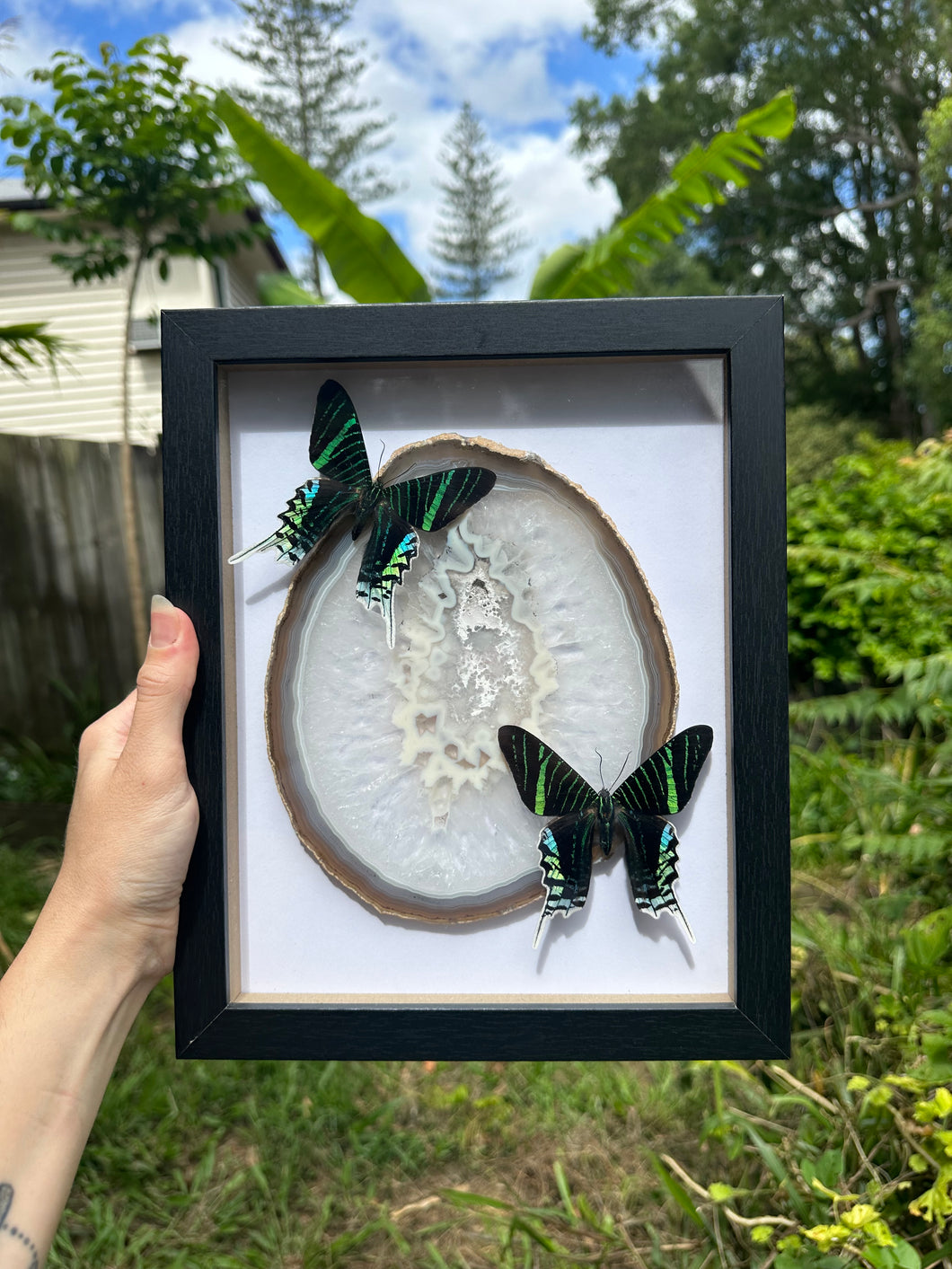 Moth and Crystal