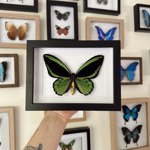 Cairns Birdwing / Ornithoptera Euphorion Entomology Taxidermy Butterfly in Shadown Frame
