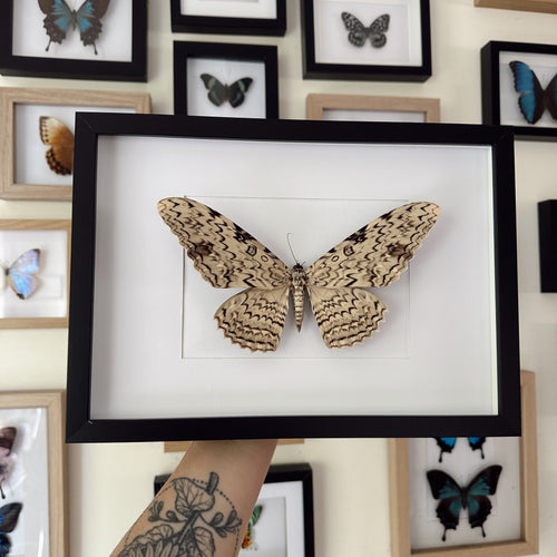 White Witch Moth/Thysania Agrippina Entomology Taxidermy Moth in Shadow Frame