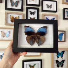 Load image into Gallery viewer, Zeuxidia Aurelius Aurelius Entomology Taxidermy Butterfly in Shadow Frame

