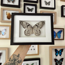 Load image into Gallery viewer, Idea Idea/Tree Nymph Entomology Taxidermy Butterfly in Shadow Frame
