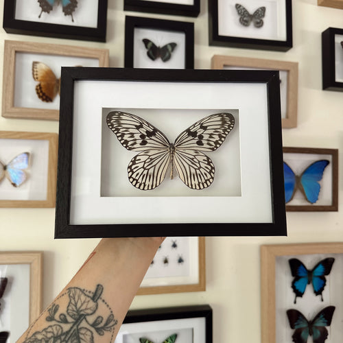 Idea Idea/Tree Nymph Entomology Taxidermy Butterfly in Shadow Frame