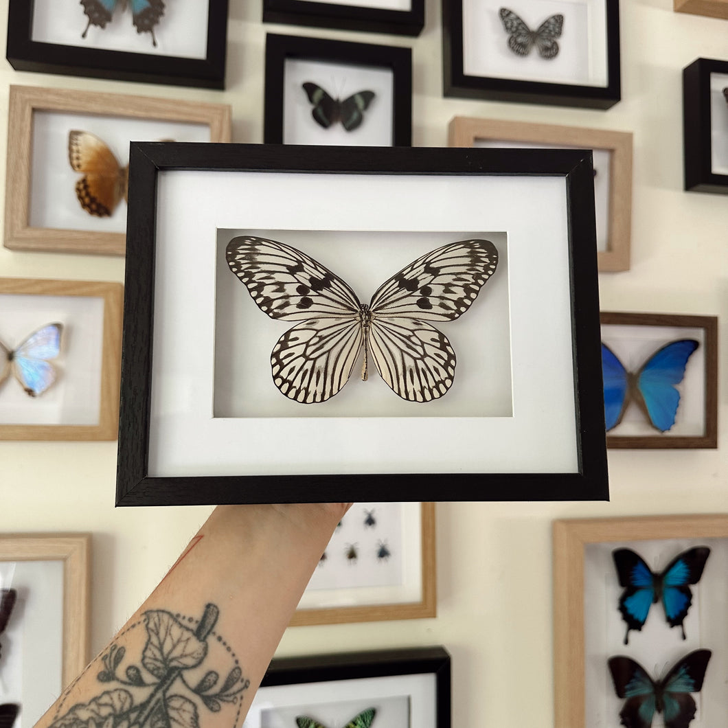 Idea Idea/Tree Nymph Entomology Taxidermy Butterfly in Shadow Frame