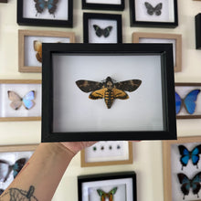 Load image into Gallery viewer, Deaths Head Hawk Moth/Acherontia atropos Entomology Taxidermy in Shadow Frame
